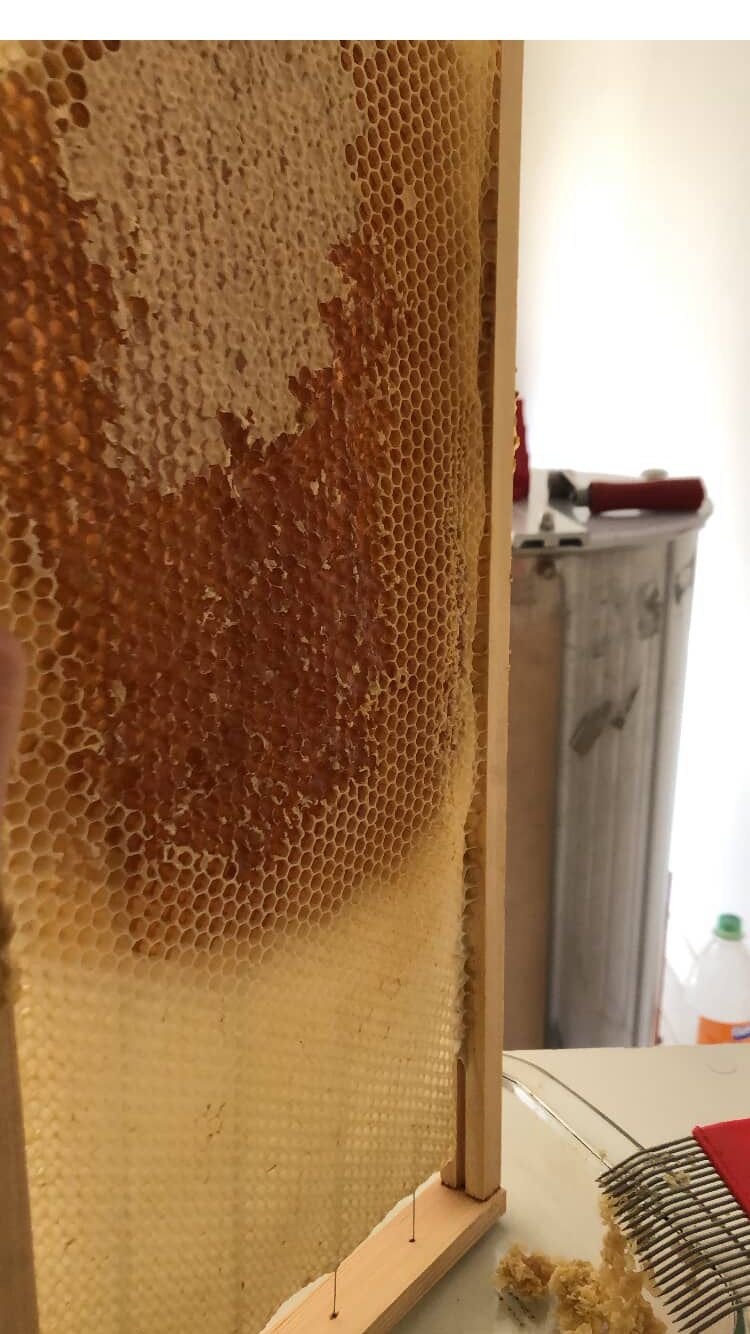 Panal de abejas y extracción de miel en Clínica Apival